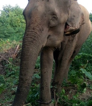 Very first day after being rescued to at Elephants' Home & Nature in Kanchanaburi , near Bangkok, Thailand.