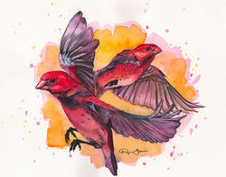 Purple Finches (Ink & Watercolor)