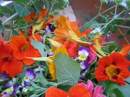 WINTER FLOWERS TO BOOST CITY CENTRE TRADE.