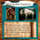 Thumbnail: White Buffalo Turquoise Pendent