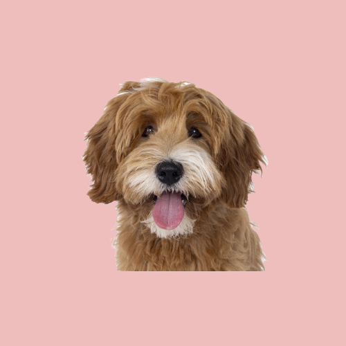 Pet boarding customer testimonial - Four Paws Inn