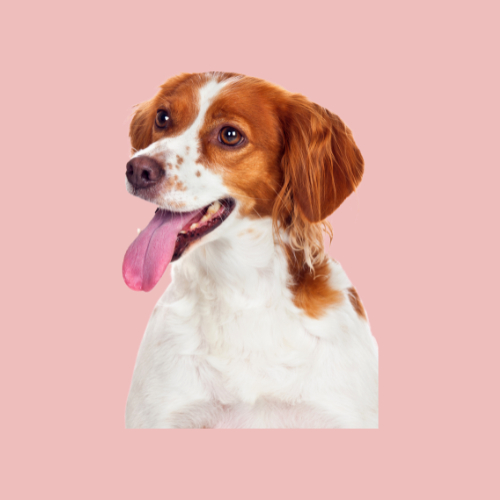 Five star pet boarding review - Four Paws Inn