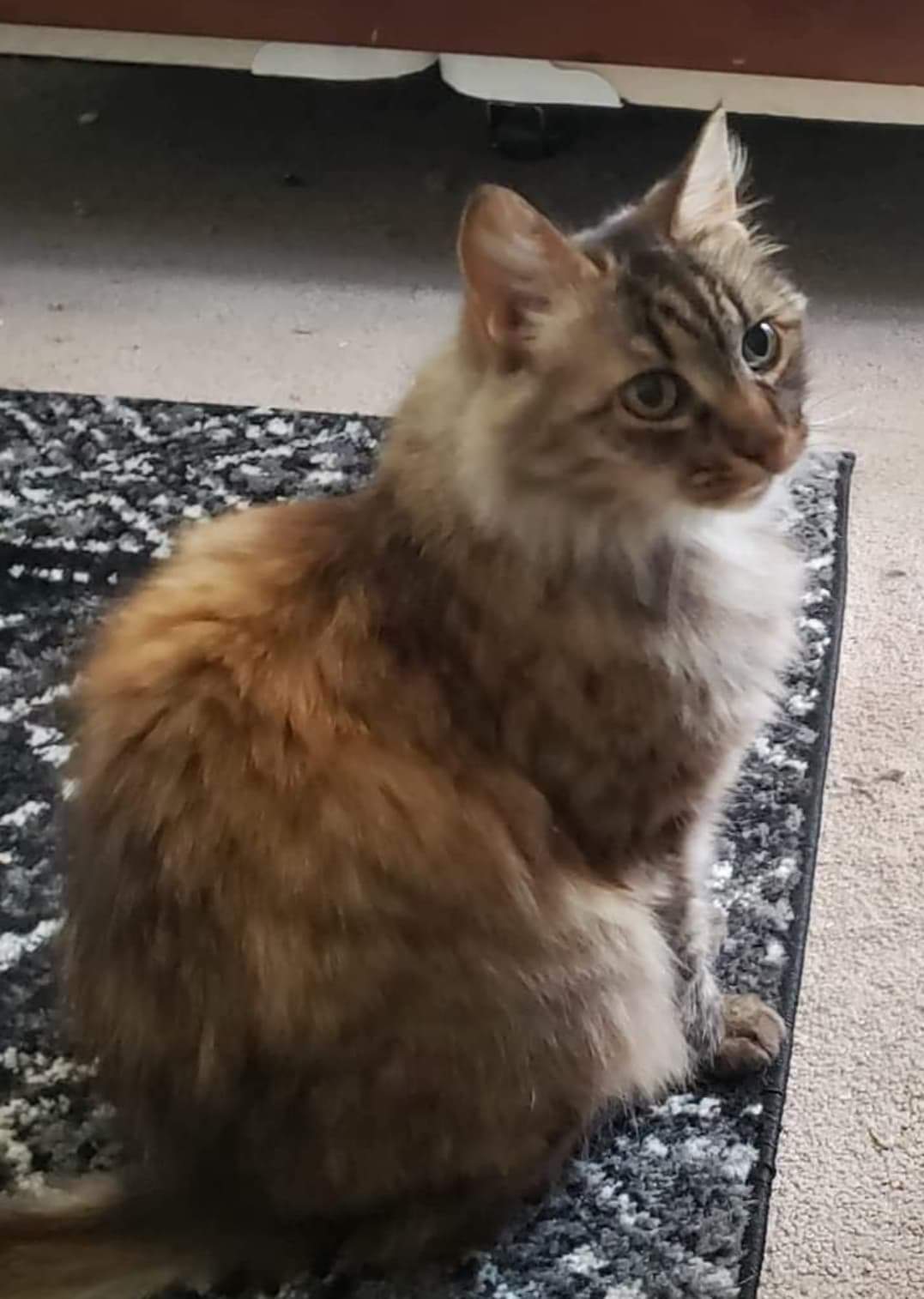 Harriet