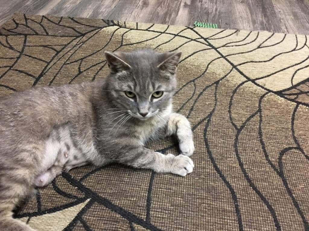 Francine