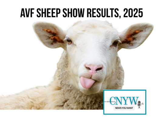 Sheep Show Results, AVF 2025