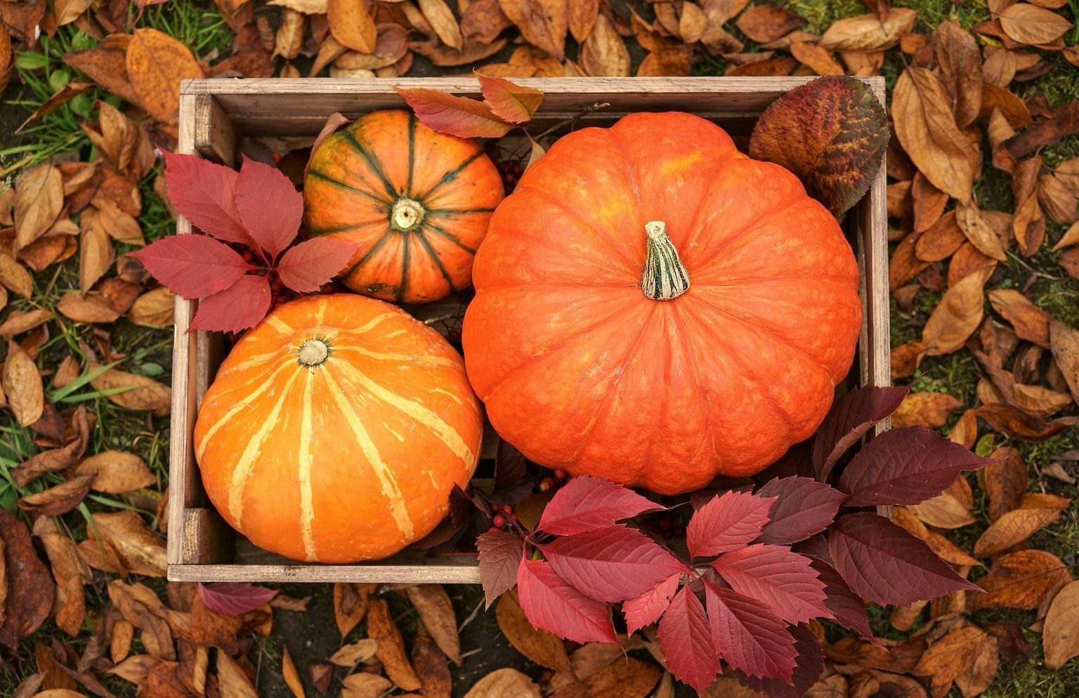 Fall Sampler 