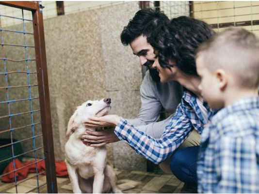 Qué tener en cuenta antes de adoptar un perro