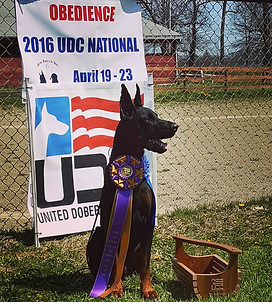 Livonija Baron Pompey, HIT at the 2016 UDC National Obedience Trial.