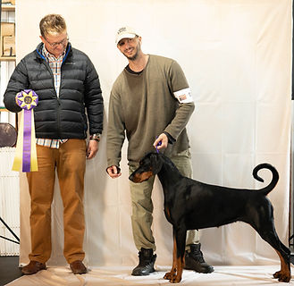 2025 United Doberman Club Best of Breed Livonija Baronesa Malena
