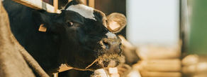Prohibition related to animal feeds in Namibia