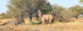 Kudu Rabies on the rise