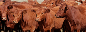 Protocol for handling suspected cases of FMD