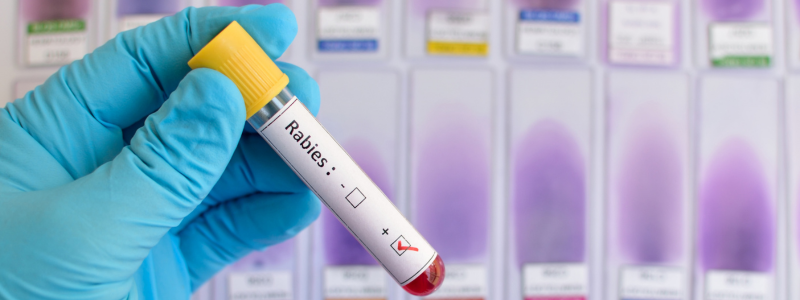Rabies: Why anyone who works with animals should consider an annual vaccination