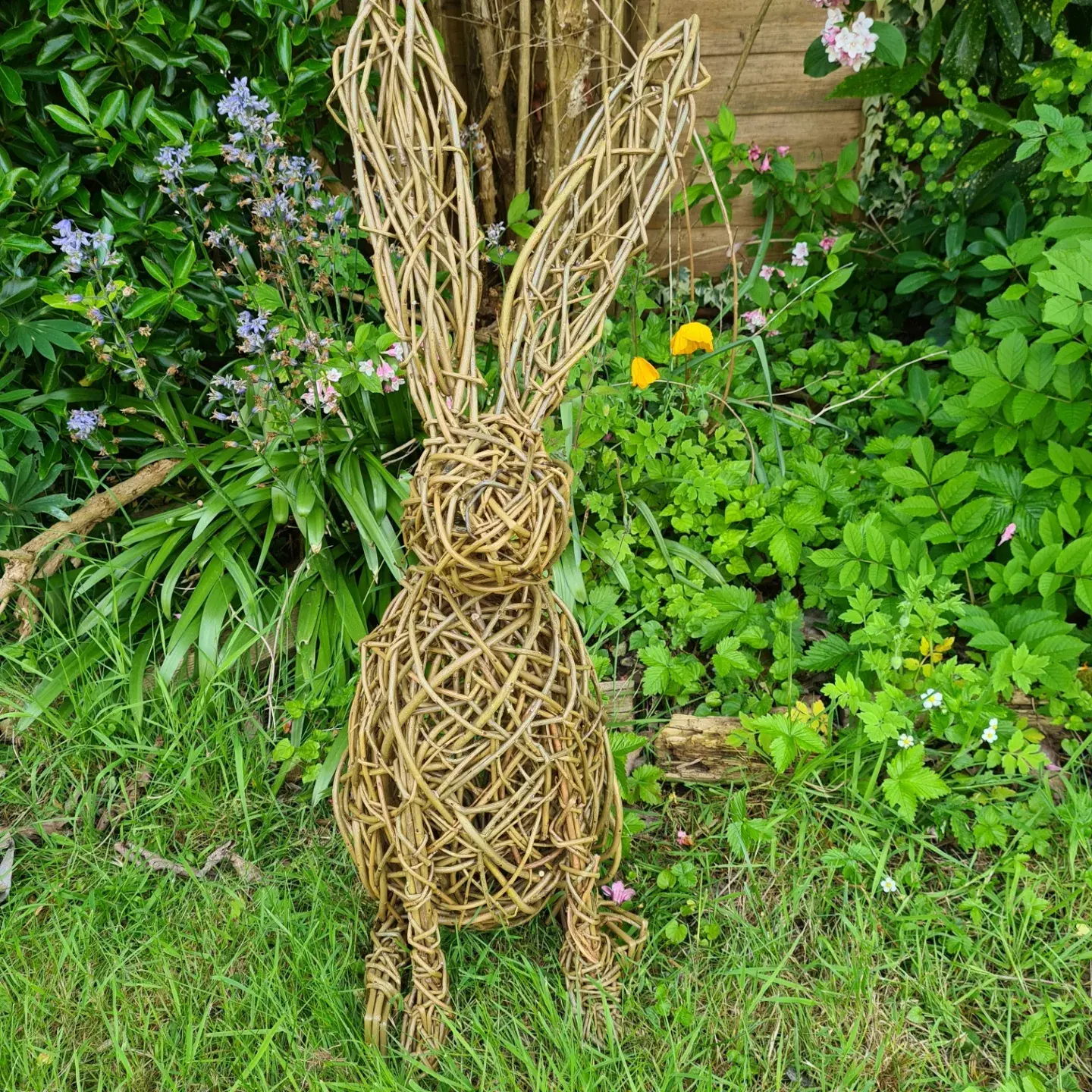 Willow Hare - COLLECTION ONLY from SP5 3LX