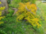 Thumbnail: Willow Swift Bird Swallow
