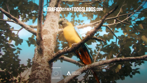Guacamayo