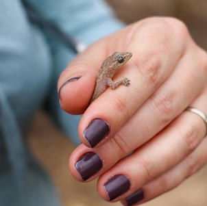 Bibrinha-da-Caatinga (Lygodactylus klugei)