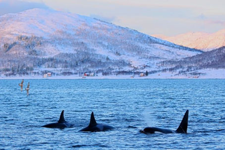 A last refuge for Europe’s blighted killer whales