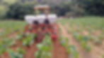 cultivador inhame