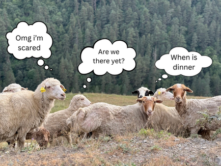 Sheeps asking questions about Tusheti tour