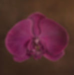 ORCHID II