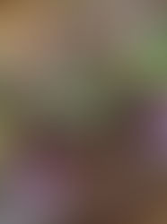 料理盛り付け例(4500円)