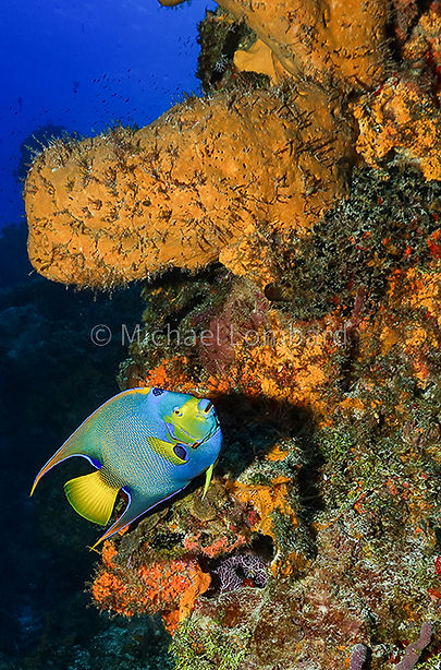 929 Queen Angelfish with Orange Barrel Sponge.jpg