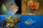 Reef Mix 1 6 by 9