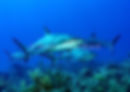 906 Pack of Sharks on the Hunt Watermark