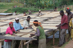 Ethiopia Bokasso #5