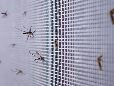Mosquitos landing on a white screen