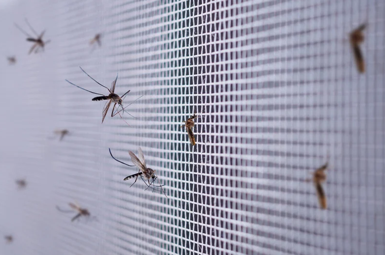 Mosquitos landing on a white screen