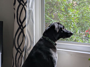 Black dog looking attentively out a window.