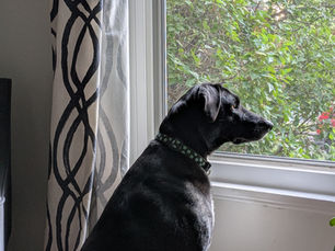 Black dog looking attentively out a window.