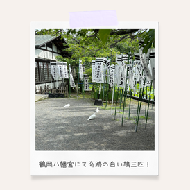 奇跡の白い鳩三匹