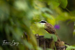 Great Kiskadee, Costa Rica