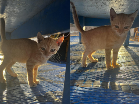 Toulouse, petit chat au Maroc