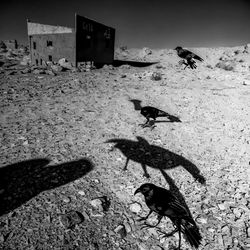 Self-Portrait as a Raven
