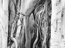 Banyan No. 3