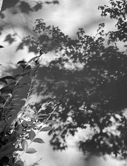 Pandemic Shadows 116 leaves and branches