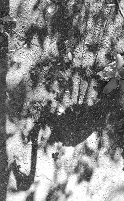 Pandemic Shadows 65 flamingo shadow upside down