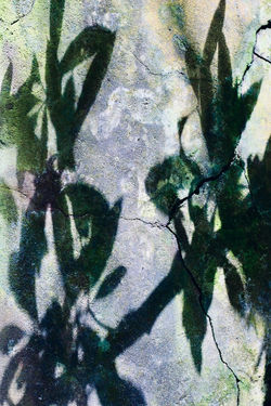 Shadows