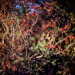 Morella pensylvanica (dying Northern Bayberry; evergreen shrub)
