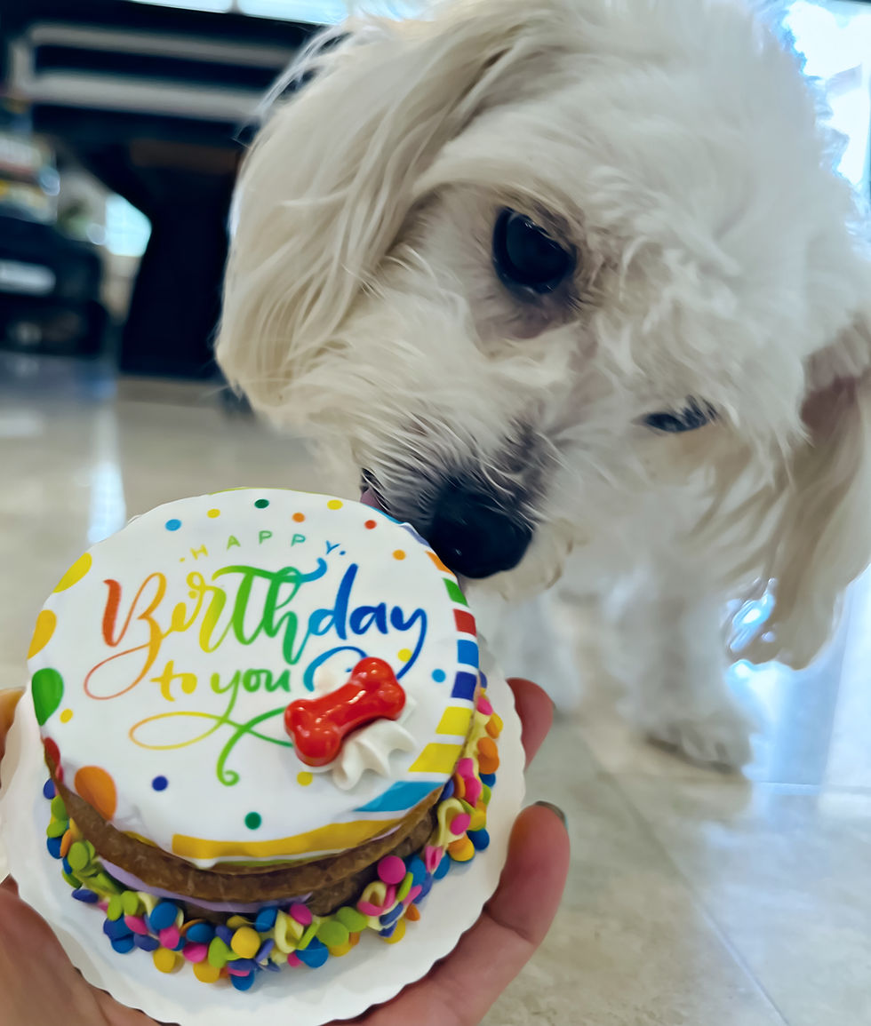 Thumbnail: Dezicakes Dog Birthday Cake made with Natural Human Grade Ingredients. 