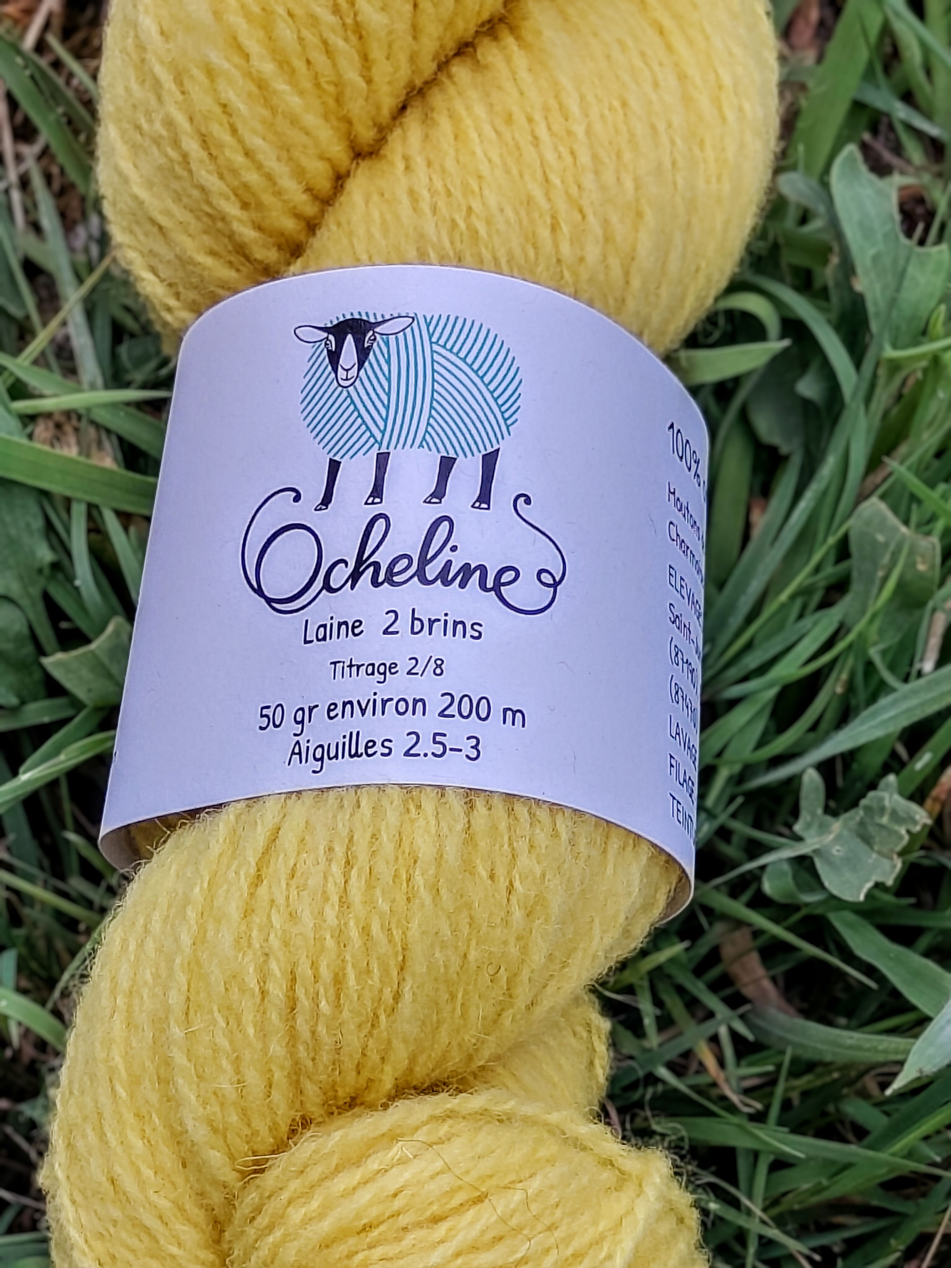 Echeveau jaune poussin