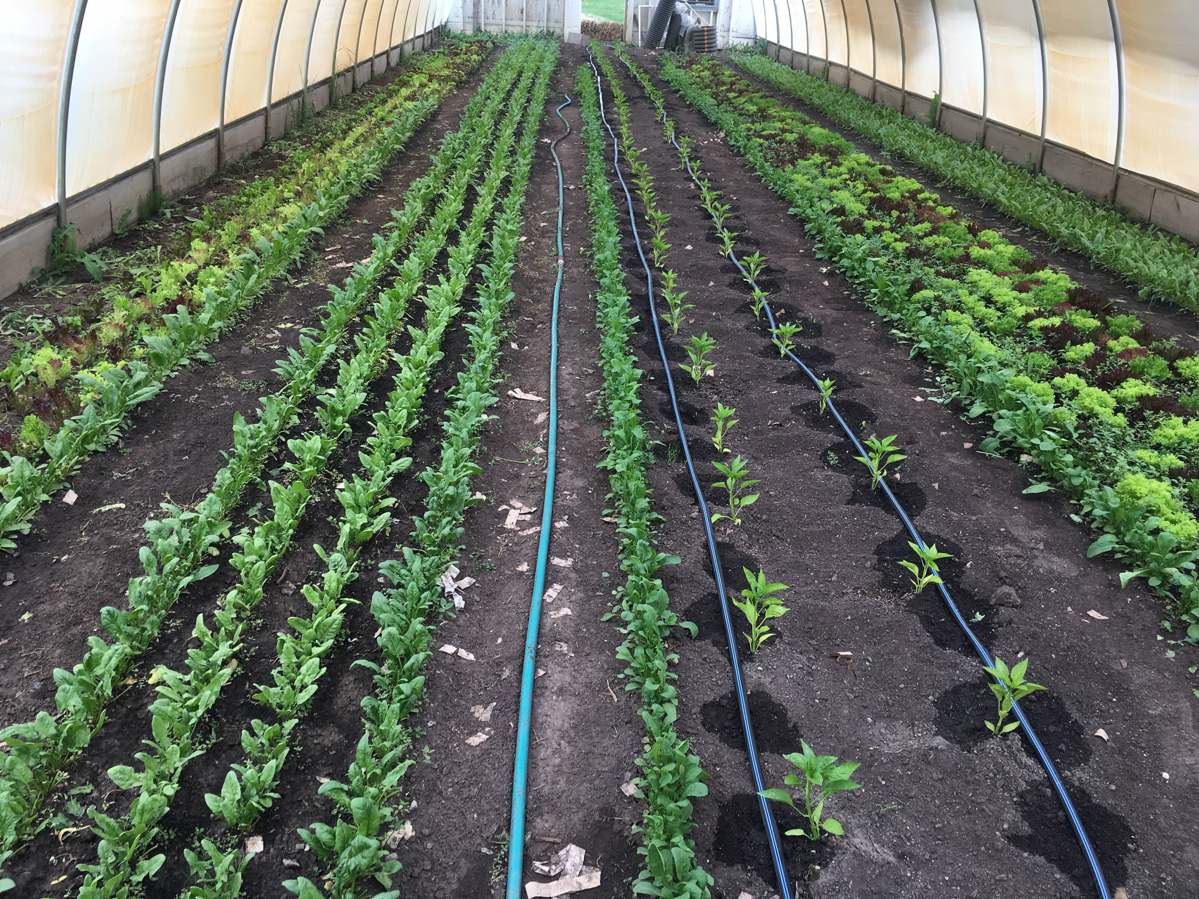 A glance into the greenhouses