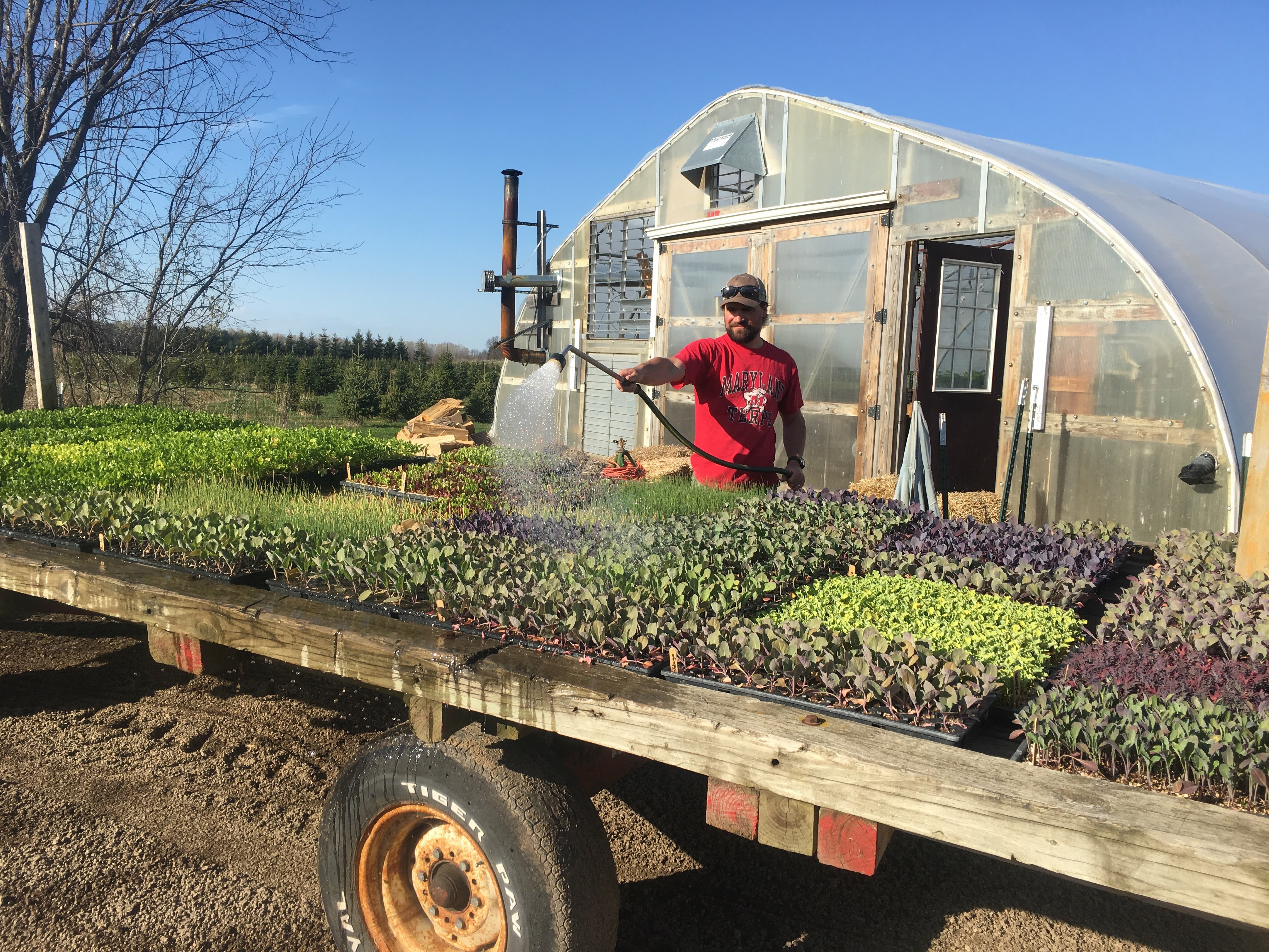 Watering the Seedlings