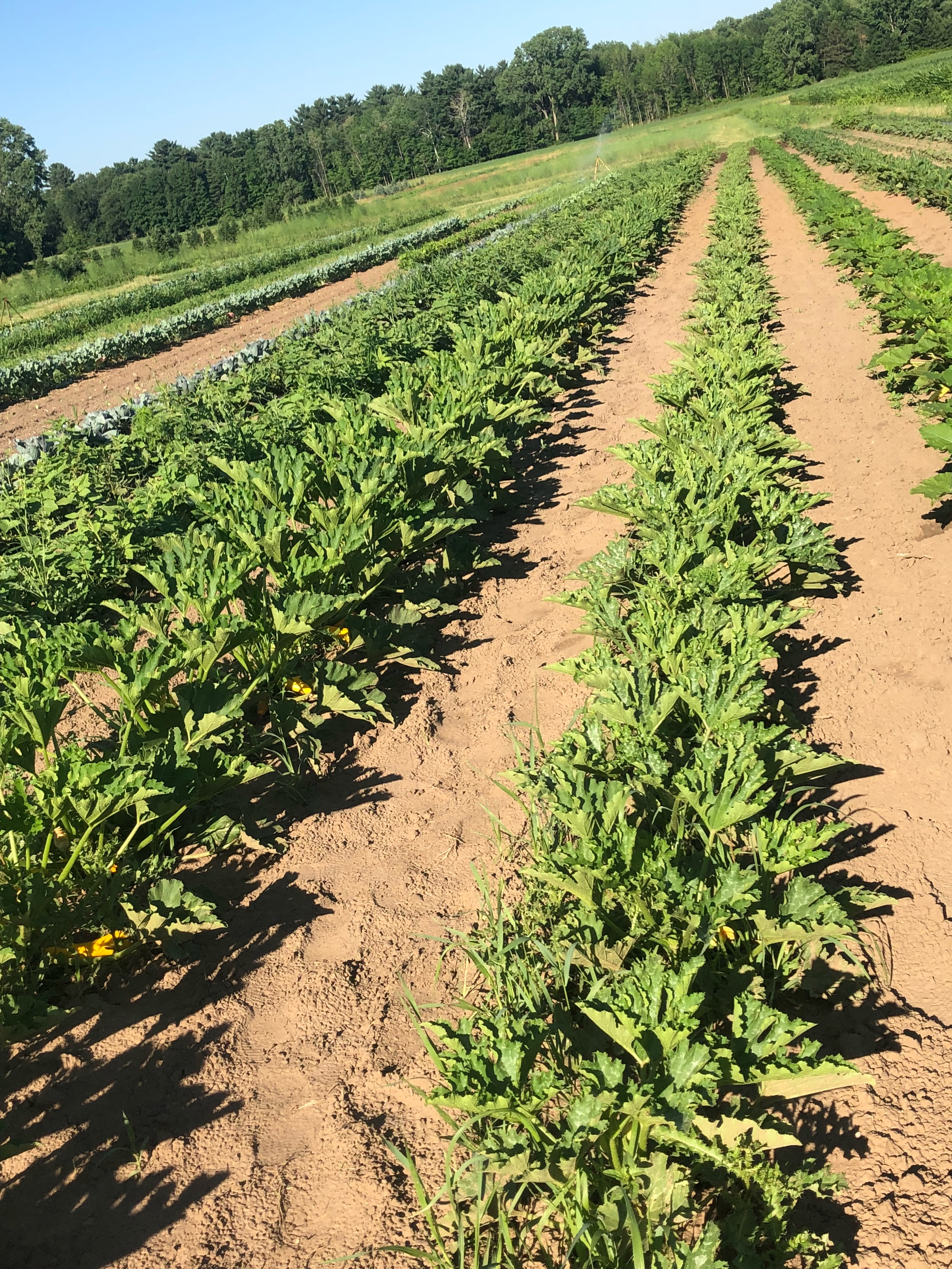 Zucchini for Days