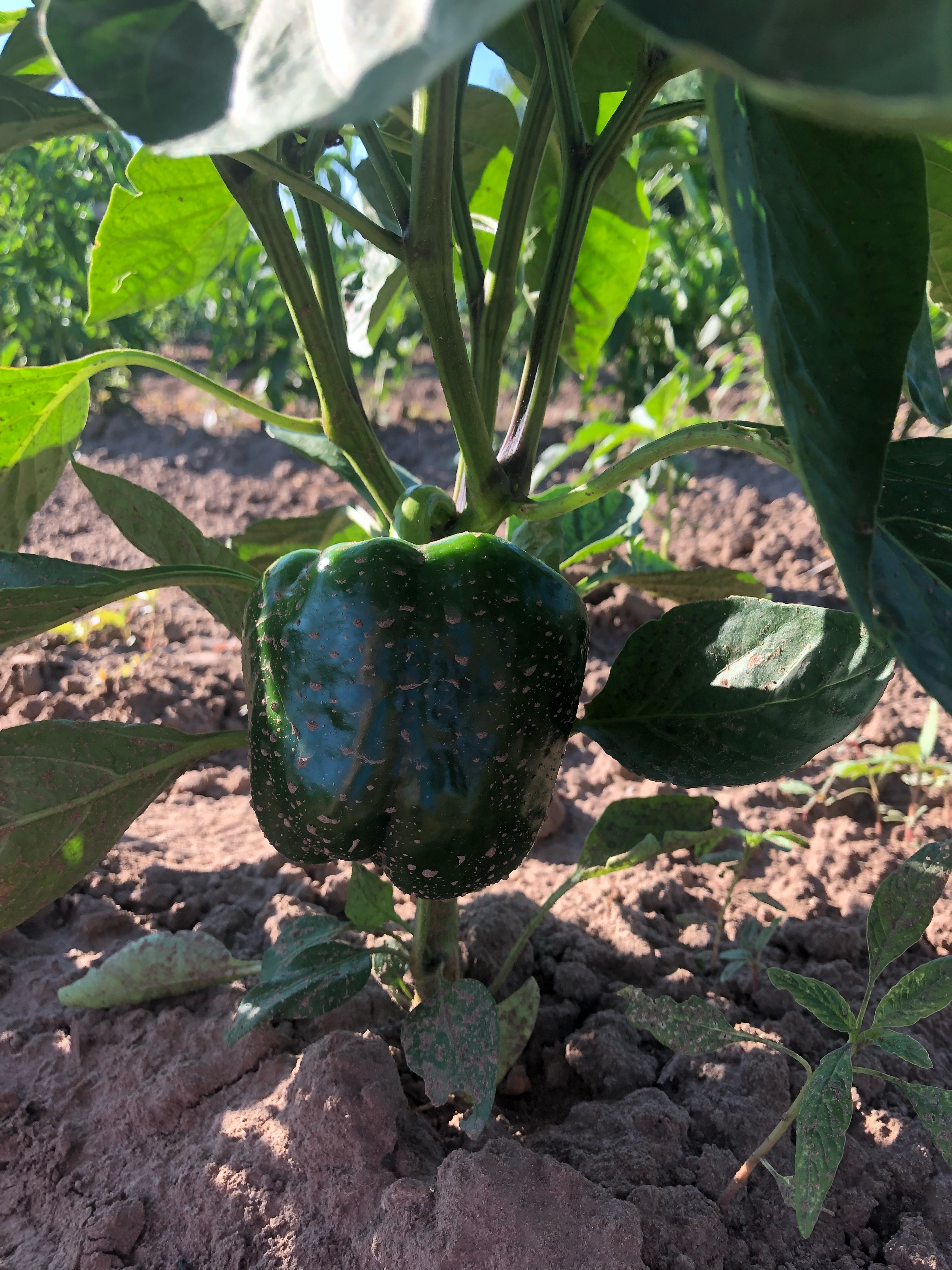Delicious green peppers