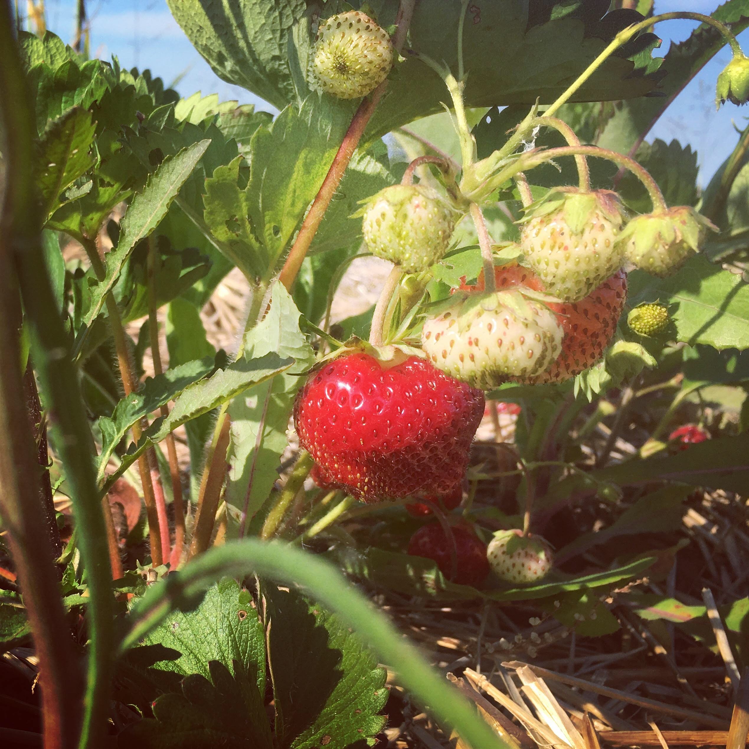 Strawberry season